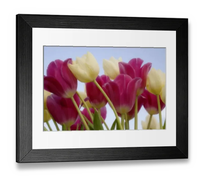 Framed Print : Detail of tulips Framed Print : Detail of tulips