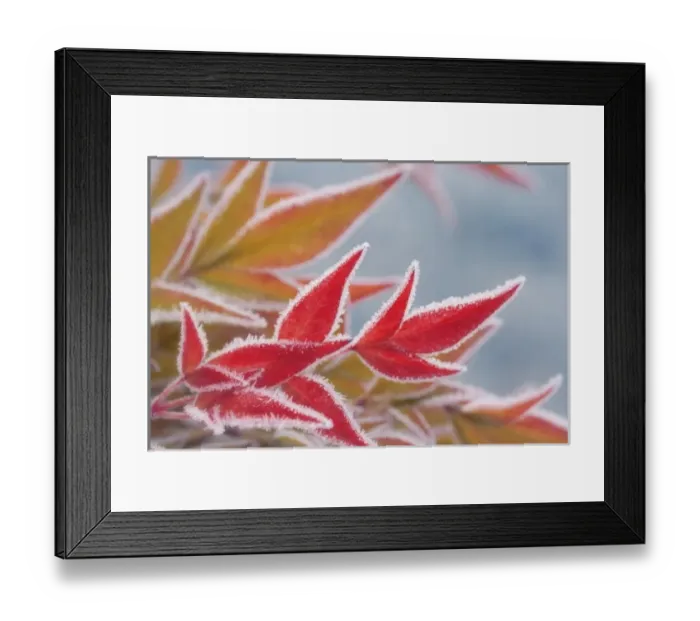 Framed Print : Frost-rimmed leaves in winter Framed Print : Frost-rimmed leaves in winter