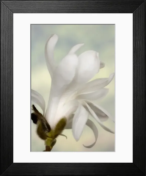 Framed Print : A single star magnolia flower Framed Print : A single star magnolia flower