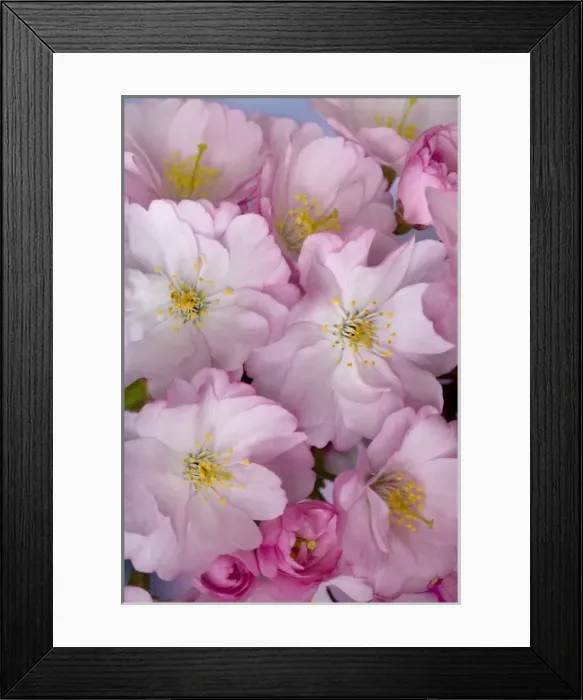 Framed Print : Close-up of a group of cherry blossoms or sakura in springtime Framed Print : Close-up of a group of cherry blossoms or sakura in springtime