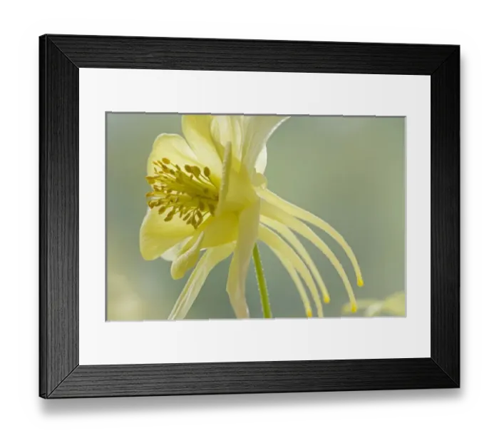 Framed Print : Nature, Flora Framed Print : Nature, Flora