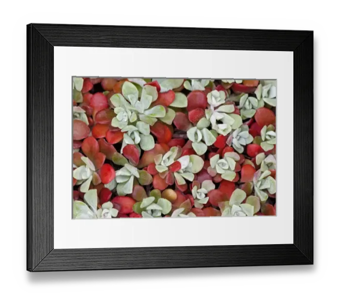 Framed Print : Broad-leafed stonecrop plant detail Framed Print : Broad-leafed stonecrop plant detail