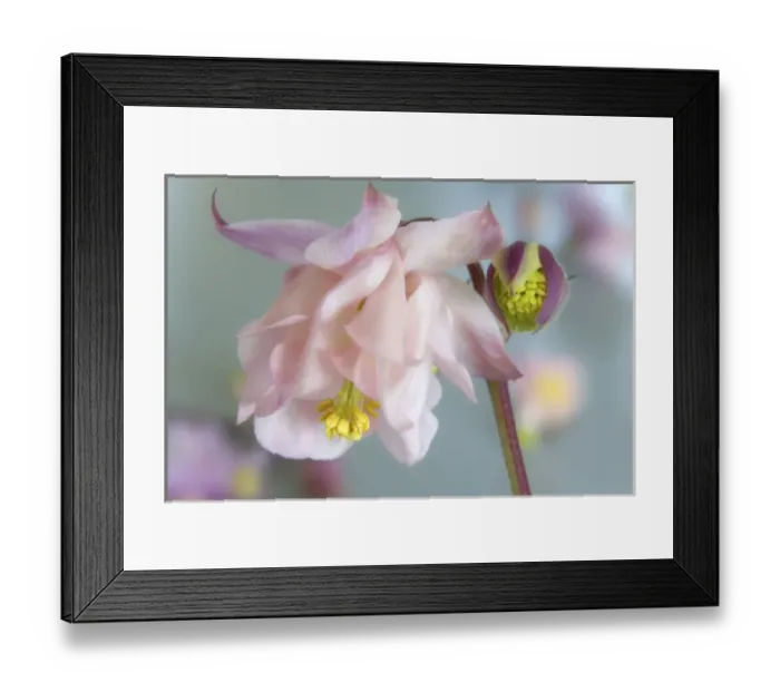 Framed Print : Nature, Flora Framed Print : Nature, Flora