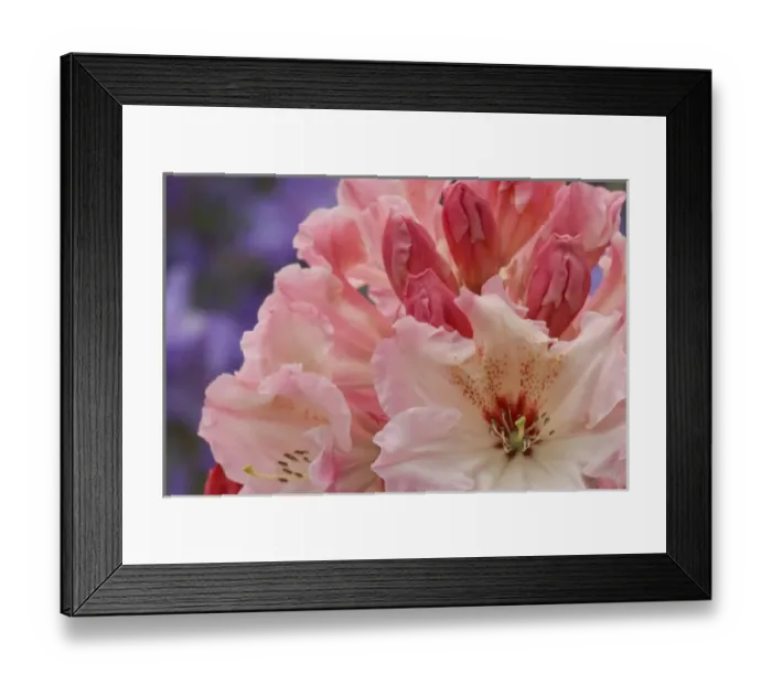 Framed Print : Close-up of pink rhododendron blossoms