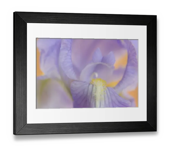 Framed Print : Close-up of iris blossom Framed Print : Close-up of iris blossom