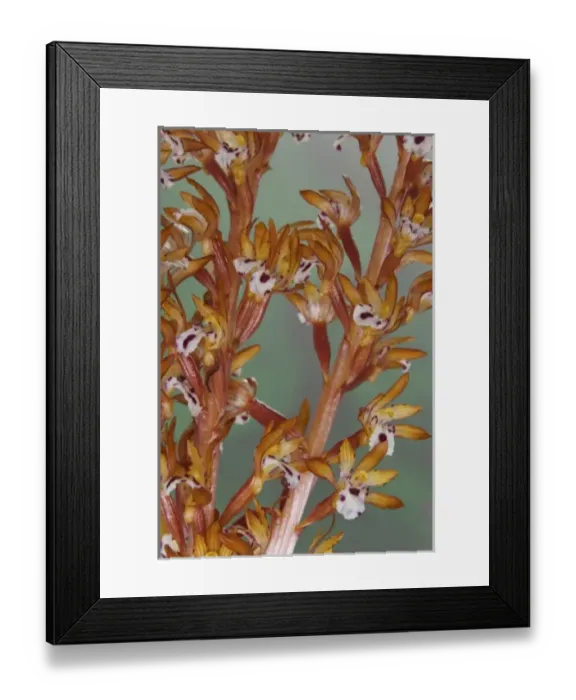 Framed Print : Close-up of spotted coralroot orchid Framed Print : Close-up of spotted coralroot orchid