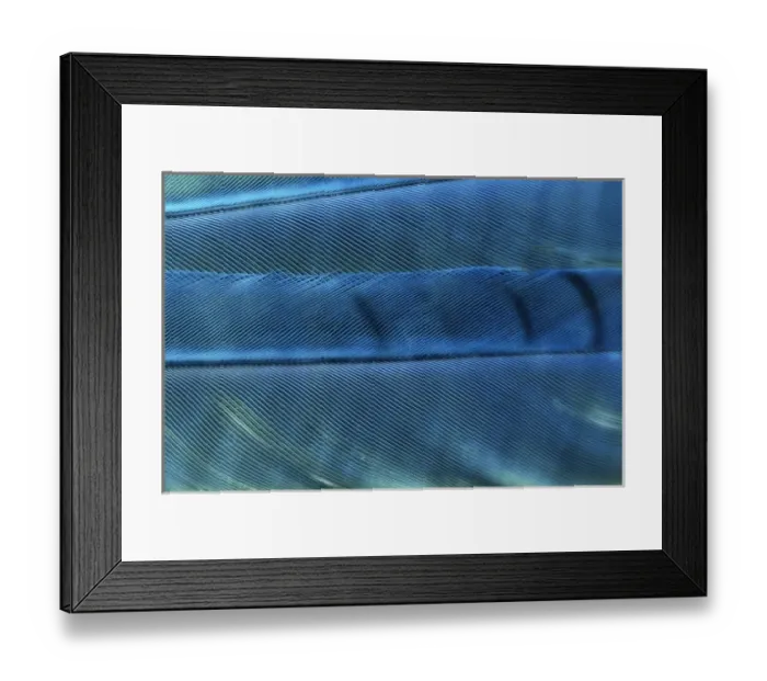 Framed Print : Detail of blue Jay feathers