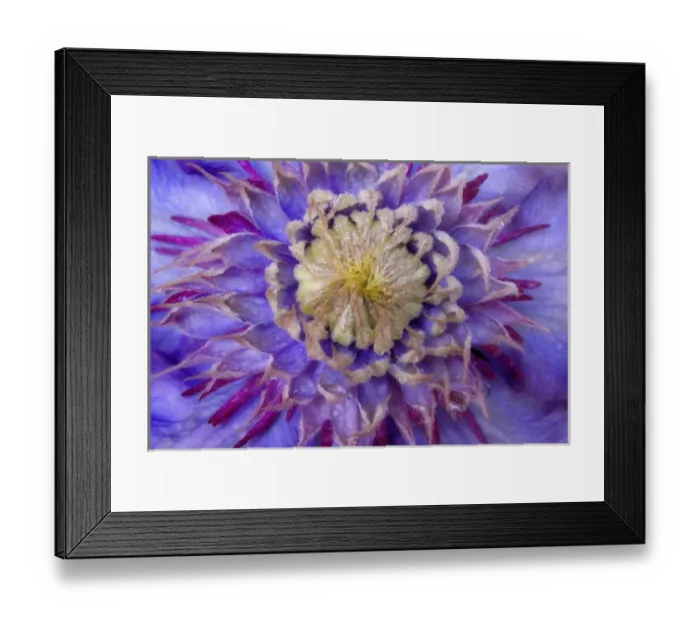Framed Print : Close-up of clematis blossom Framed Print : Close-up of clematis blossom