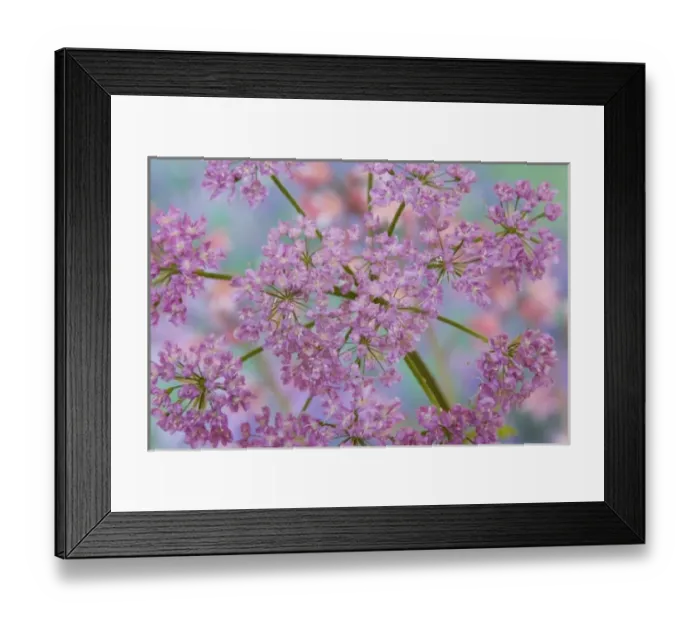 Framed Print : Close-up of hairy chervil flowers Framed Print : Close-up of hairy chervil flowers