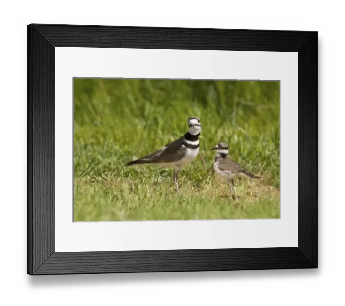 Framed Print : Nature, Flora Framed Print : Nature, Flora