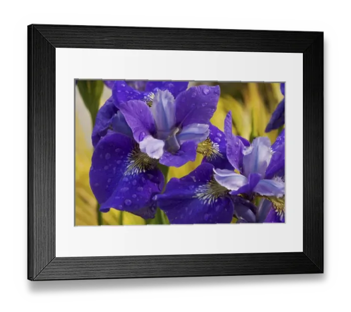 Framed Print : Close-up of iris flowers in garden Framed Print : Close-up of iris flowers in garden