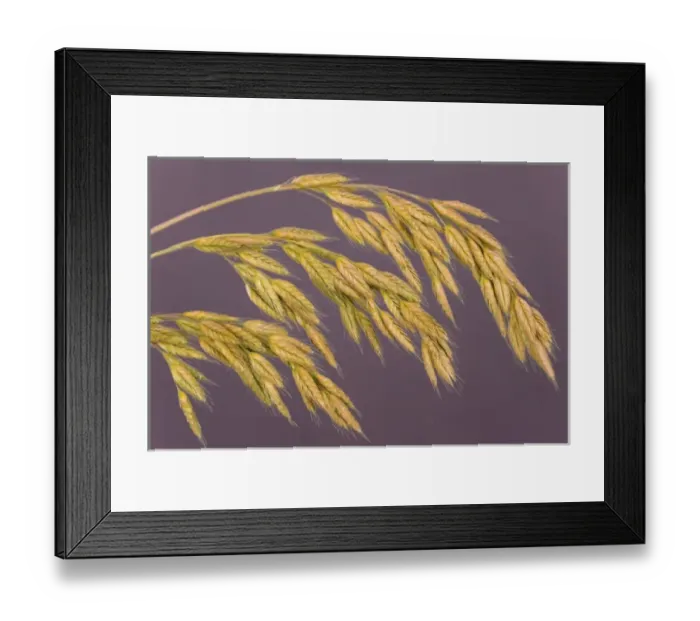 Framed Print : Nature, Flora Framed Print : Nature, Flora