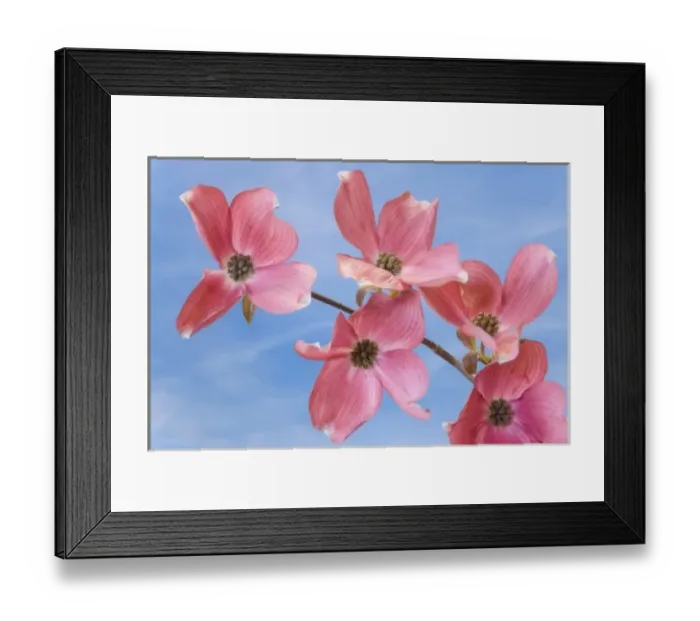 Framed Print : Close-up of pink dogwood flowers