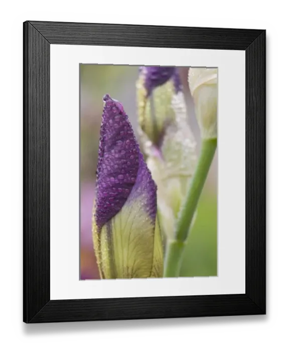Framed Print : Close-up of iris bud with dew