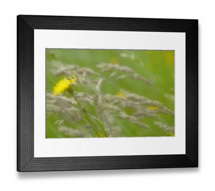 Framed Print : Nature, Flora Framed Print : Nature, Flora