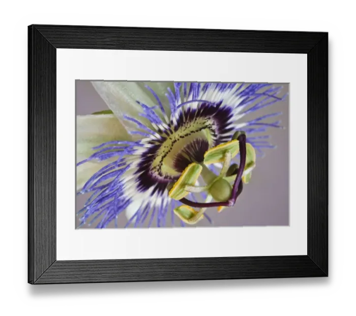 Framed Print : Macro of side view of passion flower Framed Print : Macro of side view of passion flower