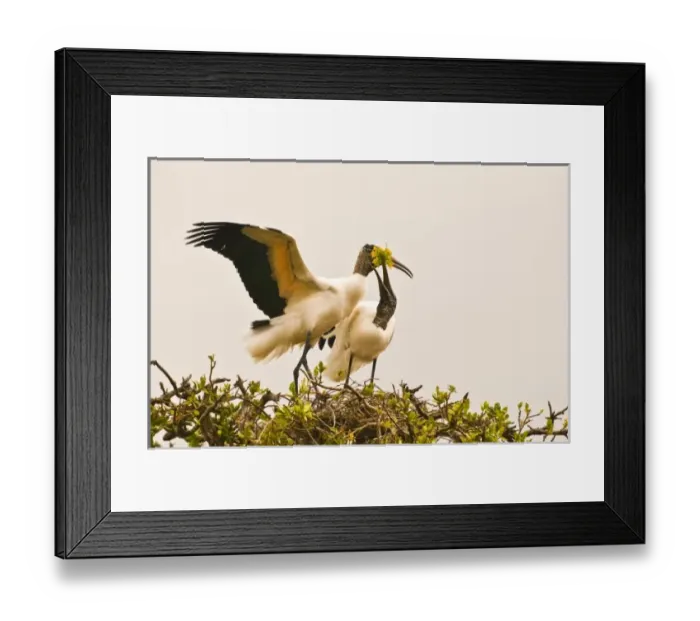 Framed Print : Nature, Flora Framed Print : Nature, Flora