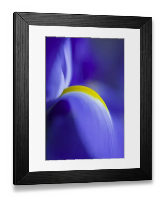 Framed Print : Close-up detail of a Blue Flag iris