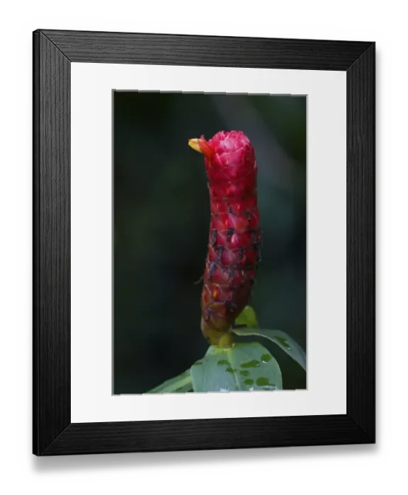 Framed Print : flower of Costus sp. plant of the Ginger family that originates in Central America
