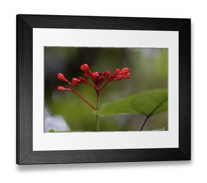 Framed Print : Central America, portrait of red flower