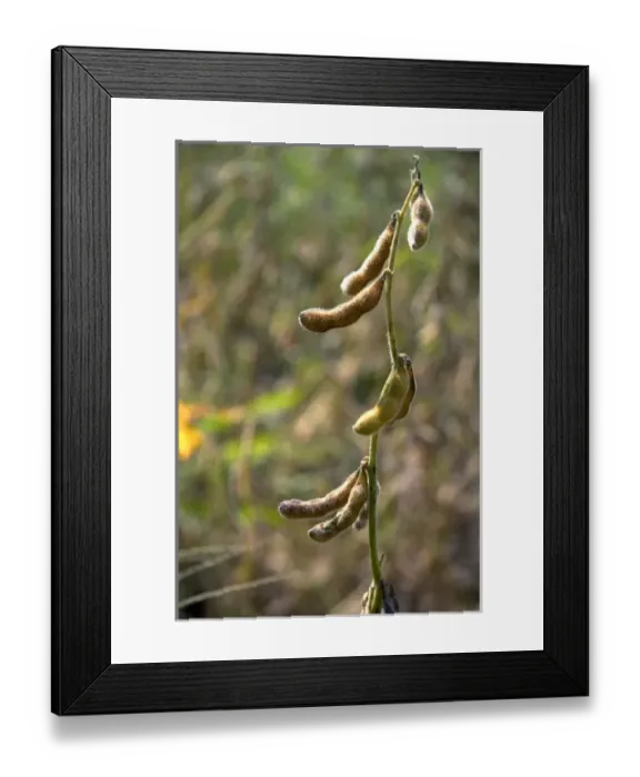 Framed Print : Nature, Flora Framed Print : Nature, Flora