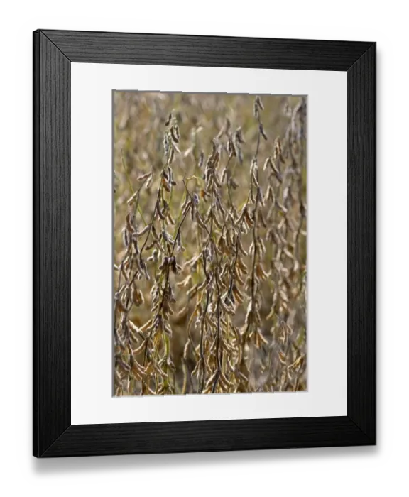 Framed Print : Nature, Flora