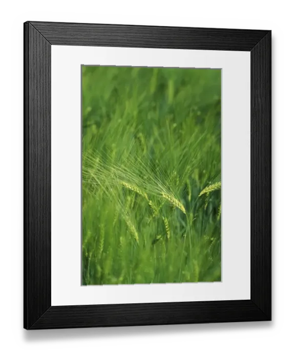 Framed Print : Unripe barley Framed Print : Unripe barley