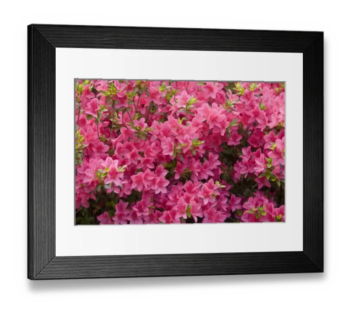 Framed Print : A bush of pink flowers in bloom Framed Print : A bush of pink flowers in bloom