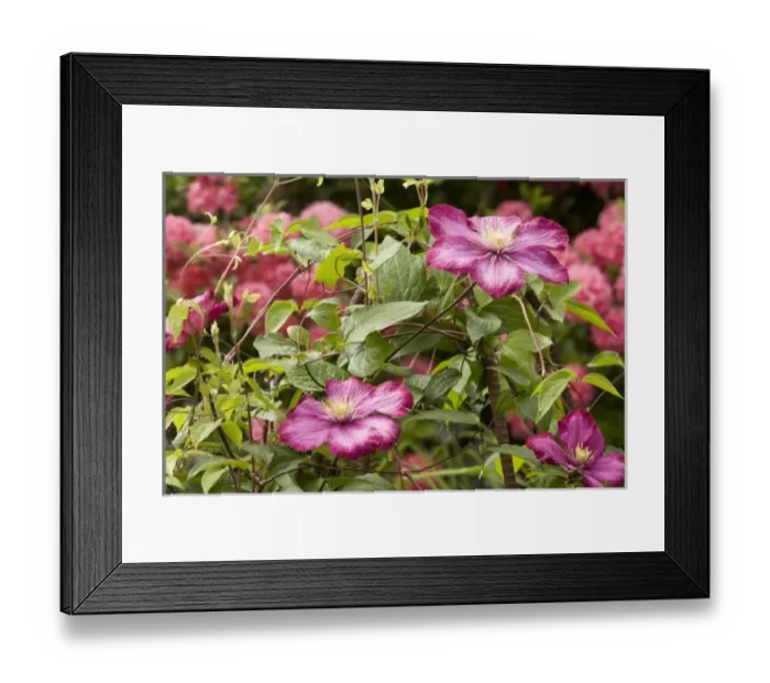 Framed Print : Nature, Flora Framed Print : Nature, Flora