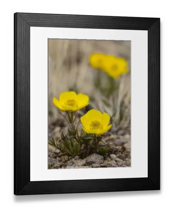 Framed Print : Nature, Flora Framed Print : Nature, Flora