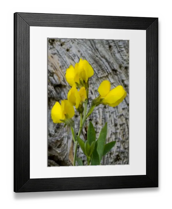 Framed Print : Golden Banner, Thermopsis rhombifolia, Fabaceae. Bright yellow flowers from the pea Framed Print : Golden Banner, Thermopsis rhombifolia, Fabaceae. Bright yellow flowers from the pea