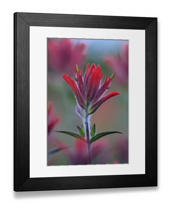 Framed Print : Indian Paintbrush, Scarlet Paintbrush, Castilleja Miniata, Scrophulariaceae, Figwort Framed Print : Indian Paintbrush, Scarlet Paintbrush, Castilleja Miniata, Scrophulariaceae, Figwort