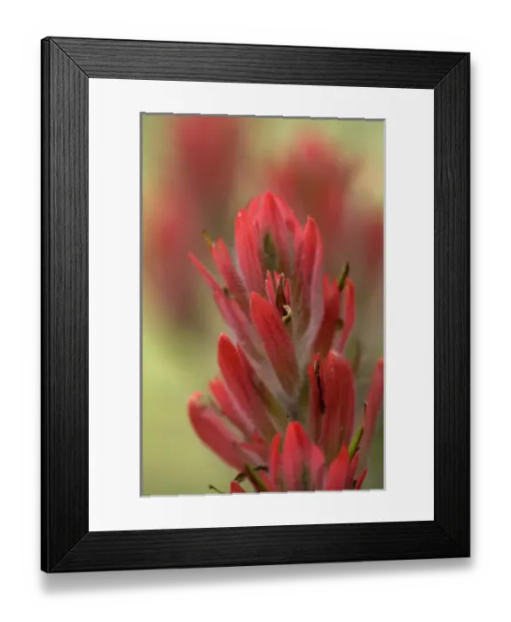 Framed Print : Indian Paintbrush, Scarlet Paintbrush, Castilleja Miniata, Scrophulariaceae, Figwort Framed Print : Indian Paintbrush, Scarlet Paintbrush, Castilleja Miniata, Scrophulariaceae, Figwort