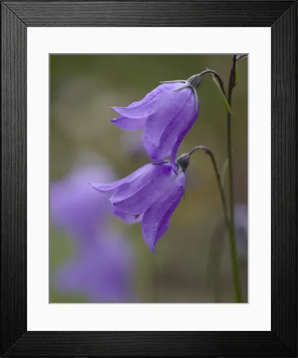Framed Print : Mountain Harebell, Campanula Rotundifolia. A pair of blue Harebells