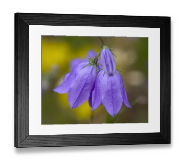 Framed Print : Mountain Harebell, Campanula Rotundifolia. A pair of blue Harebells with yellow background