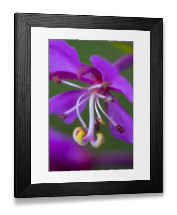 Framed Print : Fierweed, Chamerion Augustifolium, Onagraceae, Evening Primrose. Macro of a single