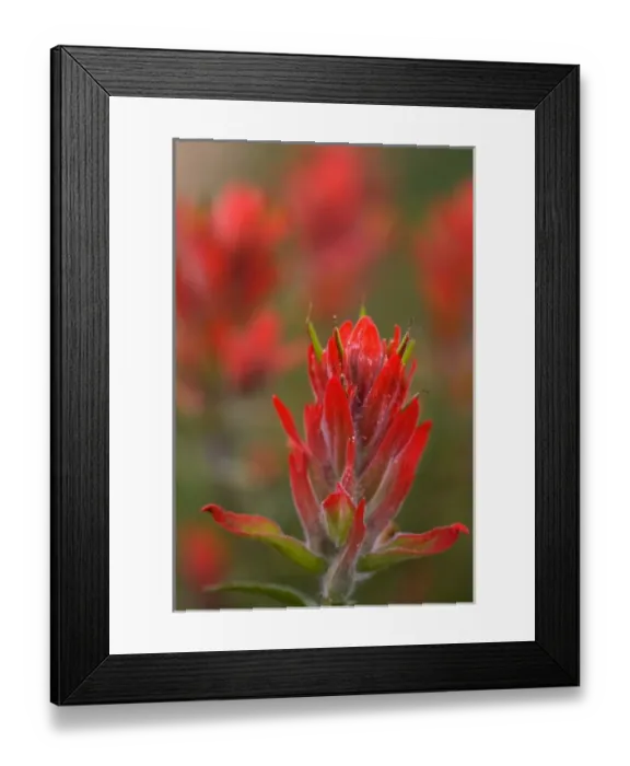 Framed Print : Indian Paintbrush, Scarlet Paintbrush, Castilleja Miniata, Scrophulariaceae, Figwort Framed Print : Indian Paintbrush, Scarlet Paintbrush, Castilleja Miniata, Scrophulariaceae, Figwort