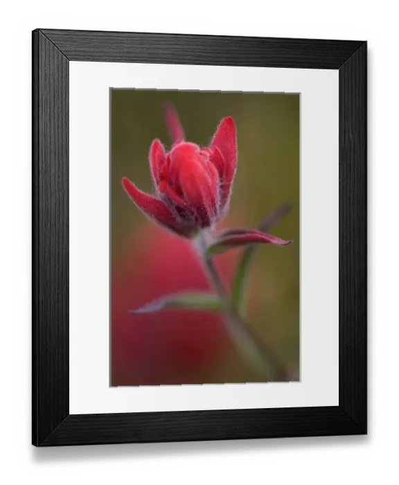 Framed Print : Indian Paintbrush, Scarlet Paintbrush, Castilleja Miniata, Scrophulariaceae, Figwort
