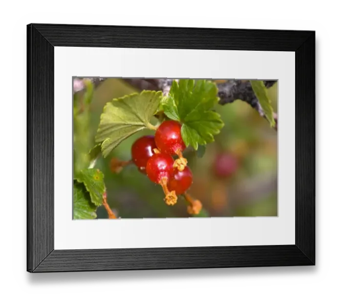 Framed Print : Wax Currant, Ribes Cereum. Grossulariaceae, Gooseberry. Ripening wild wax currents Framed Print : Wax Currant, Ribes Cereum. Grossulariaceae, Gooseberry. Ripening wild wax currents