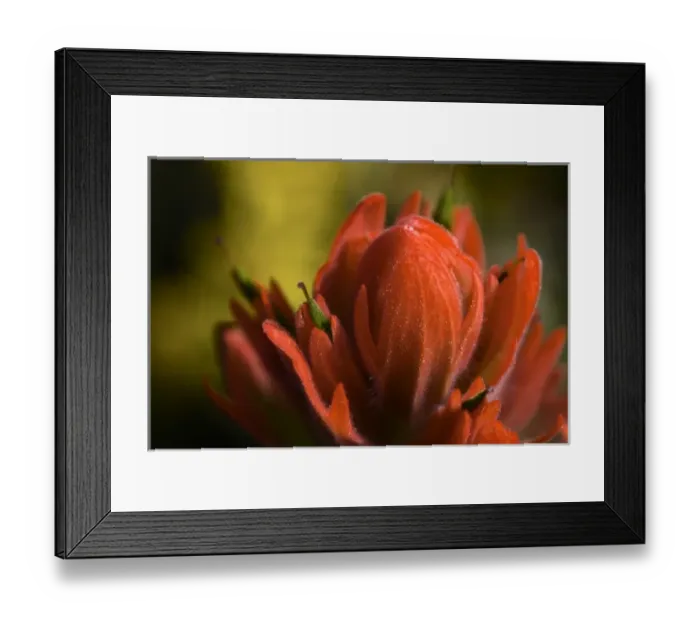 Framed Print : Indian Paintbrush, Scarlet Paintbrush, Castilleja Miniata, Scrophulariaceae, Figwort Framed Print : Indian Paintbrush, Scarlet Paintbrush, Castilleja Miniata, Scrophulariaceae, Figwort