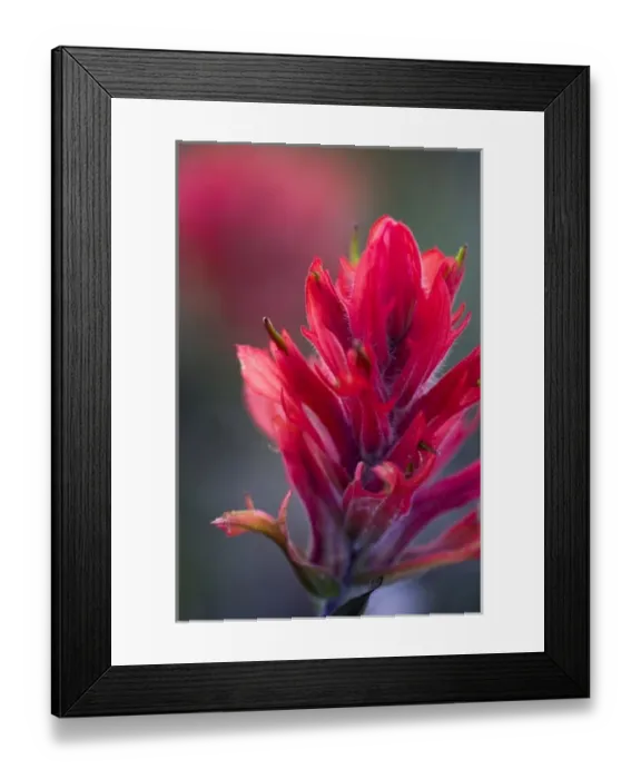 Framed Print : Indian Paintbrush, Scarlet Paintbrush, Castilleja Miniata, Scrophulariaceae, Figwort