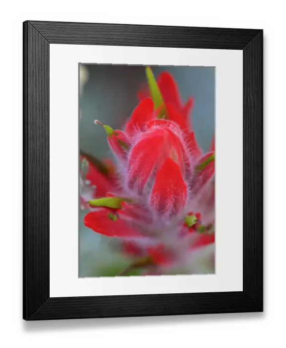 Framed Print : Indian Paintbrush, Scarlet Paintbrush, Castilleja Miniata, Scrophulariaceae, Figwort Framed Print : Indian Paintbrush, Scarlet Paintbrush, Castilleja Miniata, Scrophulariaceae, Figwort