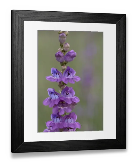 Framed Print : Nature, Flora Framed Print : Nature, Flora