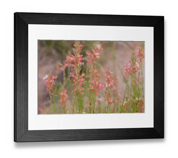 Framed Print : Nature, Flora Framed Print : Nature, Flora