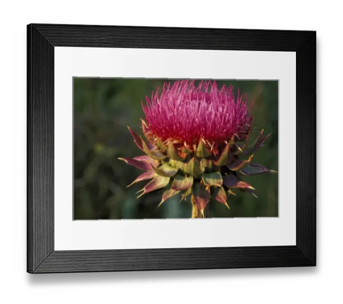 Framed Print : Thistle Flower Framed Print : Thistle Flower