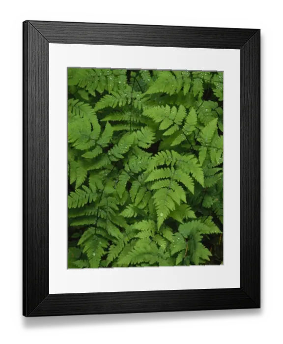 Framed Print : Looking down on Bracken fern covered in raindrops Framed Print : Looking down on Bracken fern covered in raindrops