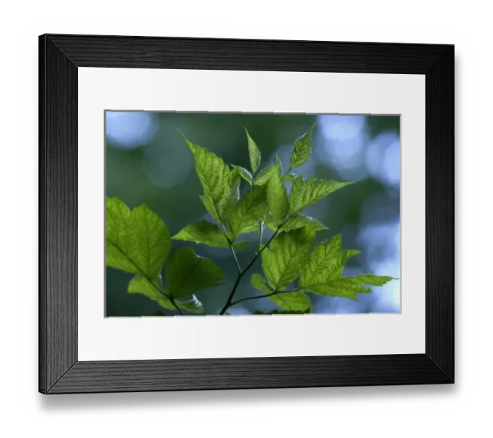 Framed Print : Branch of Leafy Tree Illuminated by the Sun