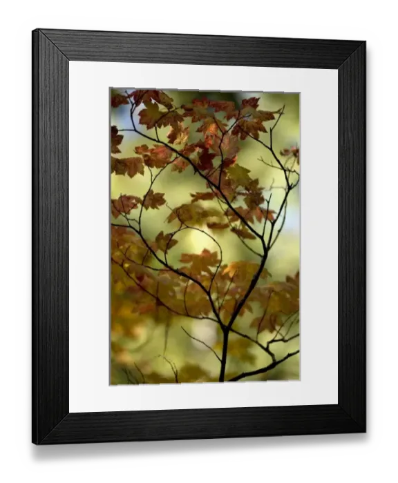 Framed Print : Nature, Flora Framed Print : Nature, Flora