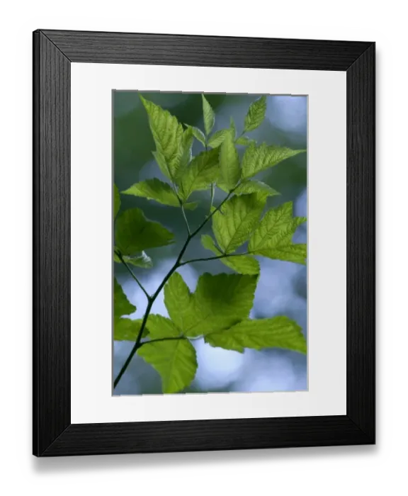 Framed Print : Branch of Leafy Tree Illuminated by the Sun Framed Print : Branch of Leafy Tree Illuminated by the Sun