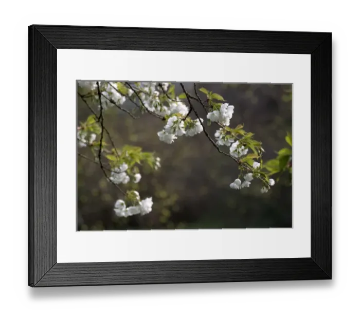 Framed Print : Branches of Flowering Tree in Spring Framed Print : Branches of Flowering Tree in Spring
